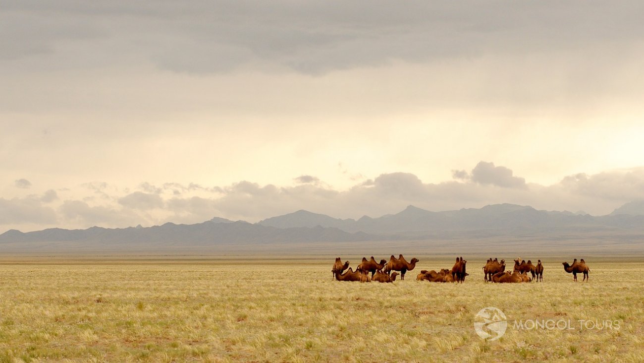 Mongol Tours